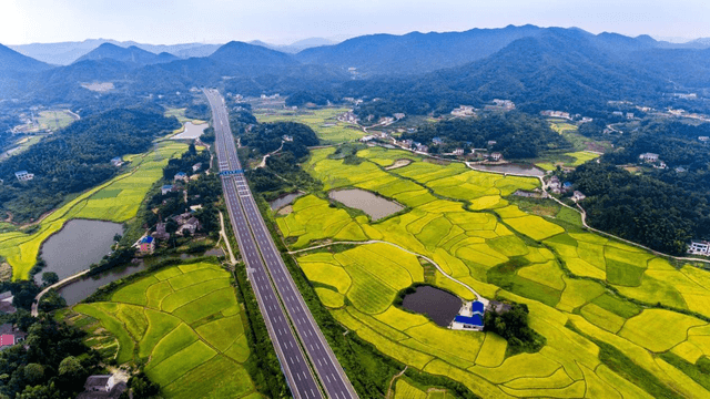 白鹤山下稻花香
