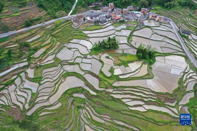 重庆花田:旱地改水田 荒地产“黄金”